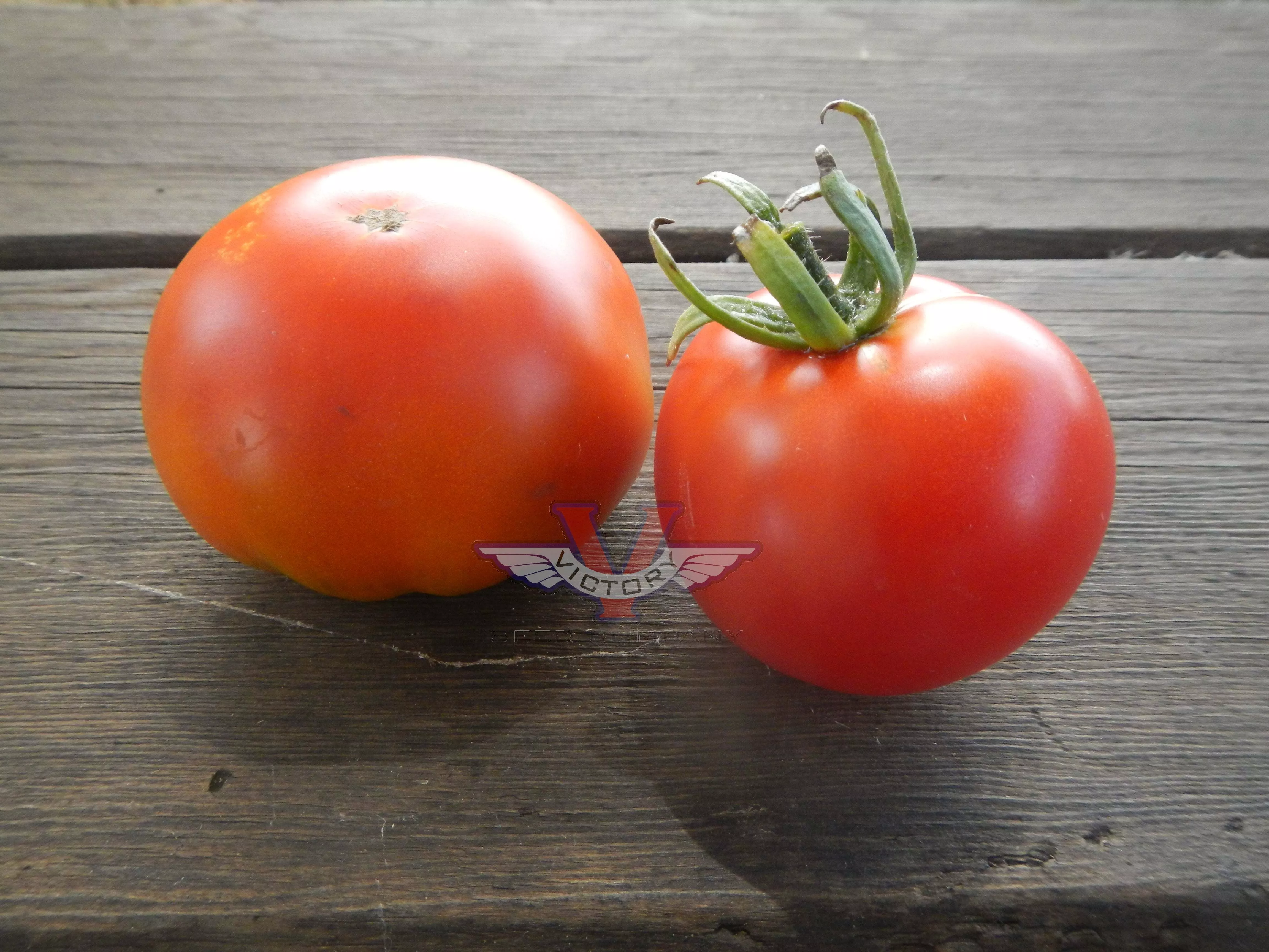 Danish Export Tomato