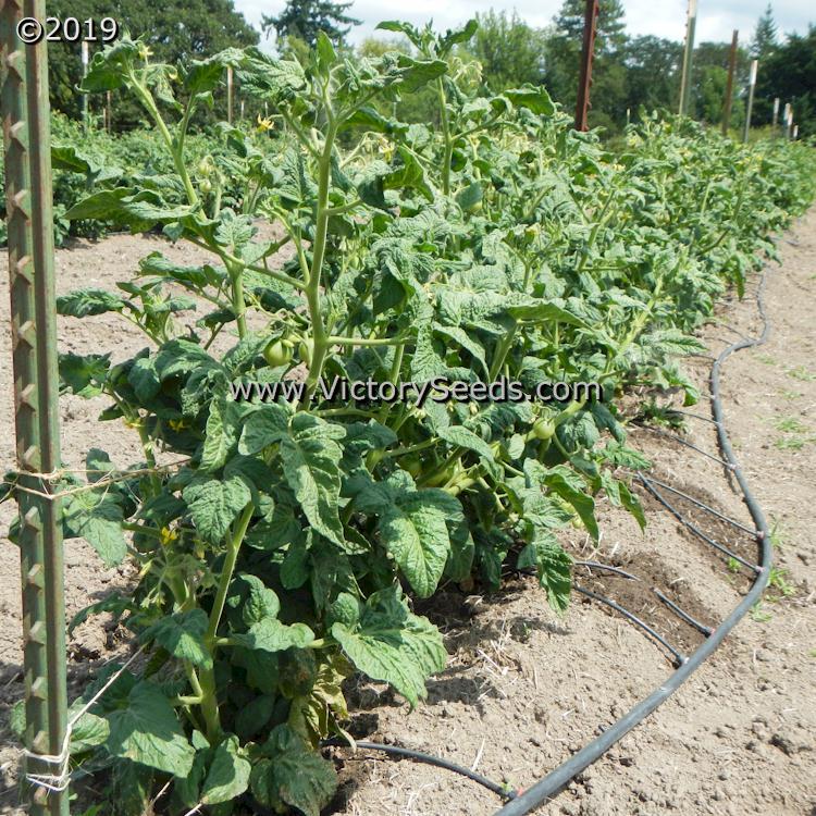 Dwarf Hazy's Dream Tomato