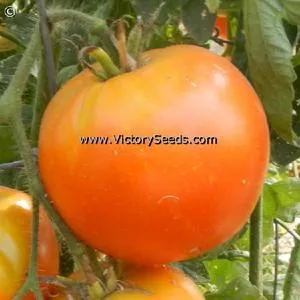 Zolotoy Zapas Tomato
