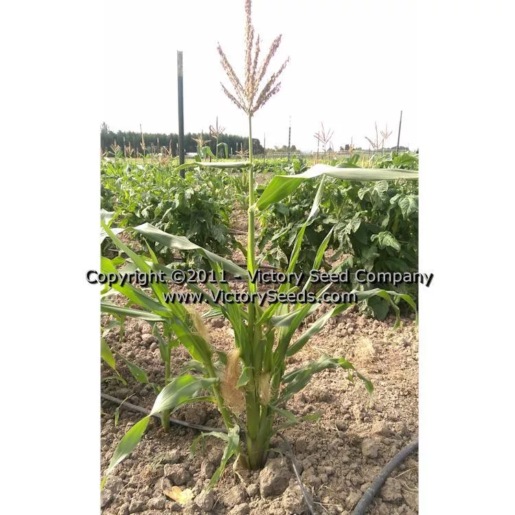Orchard Baby Sweet Corn