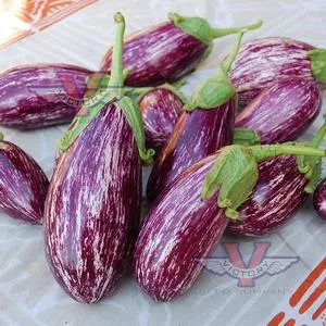 Listada De Gandia Eggplant