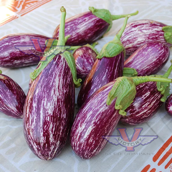 Listada De Gandia Eggplant
