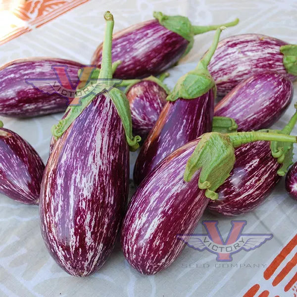 Listada De Gandia Eggplant