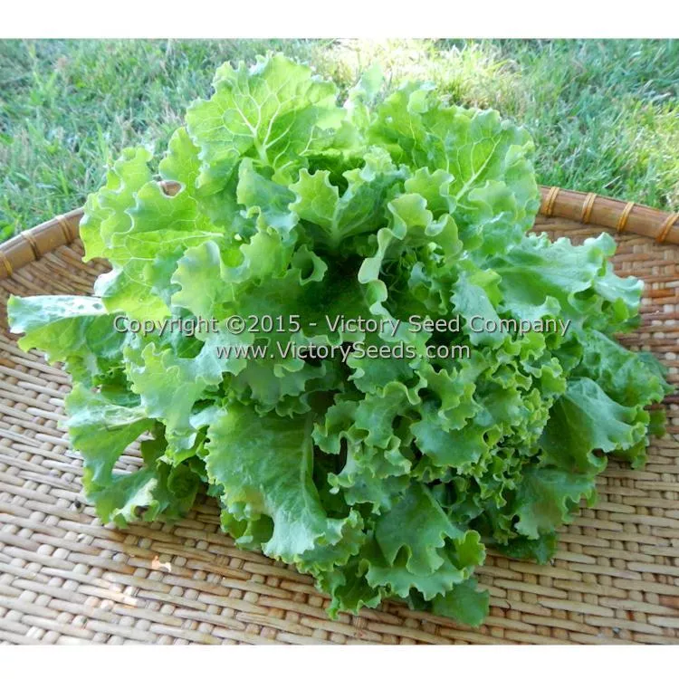 Green Ice Leaf Lettuce