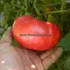 Carter's Mortgage Lifter Tomato