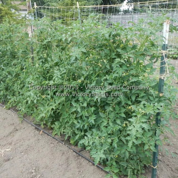 Durmitor Tomato