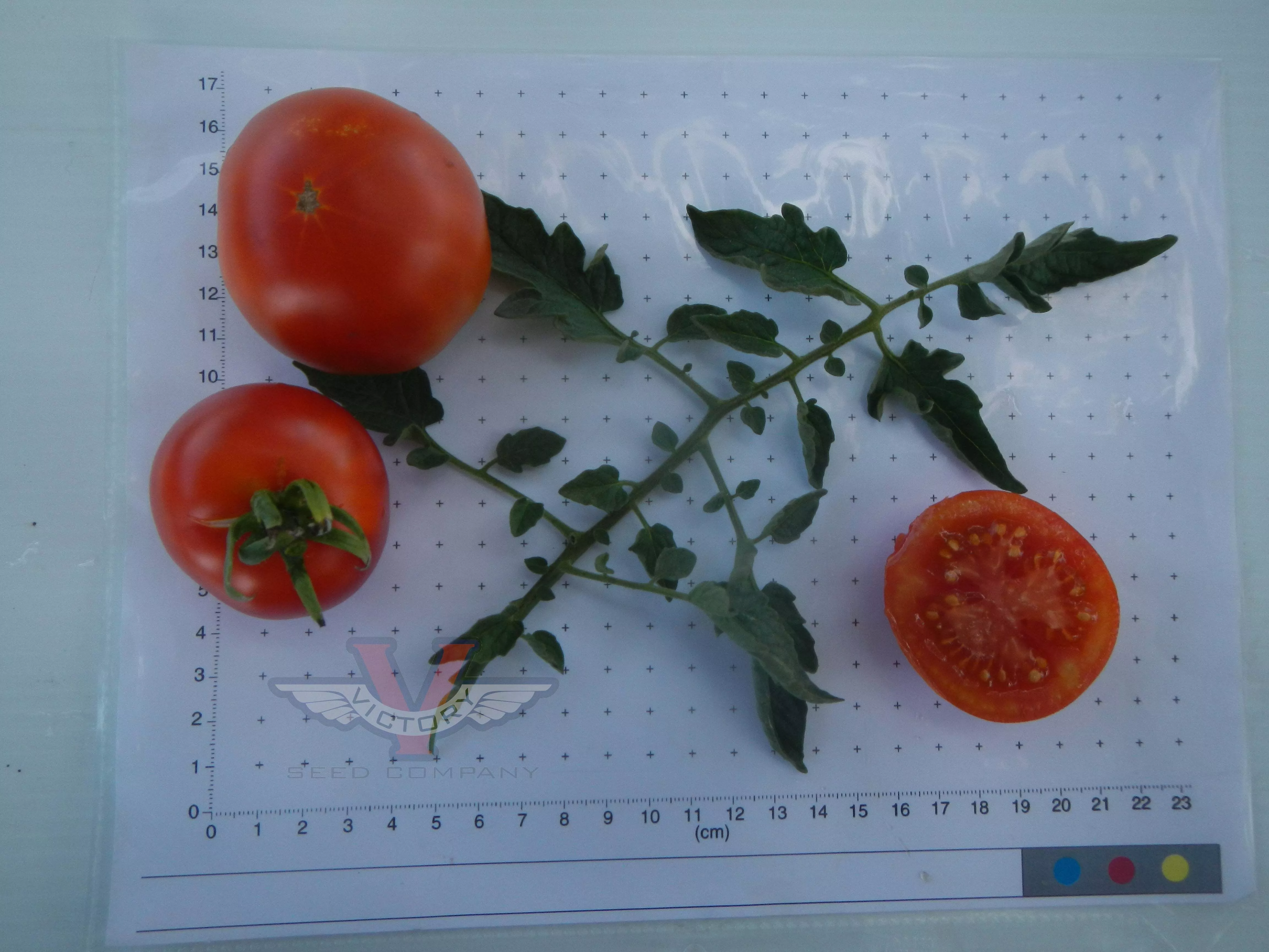 Danish Export Tomato
