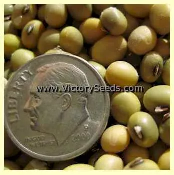 Kharkovskaya Zernokormovaya Soybean