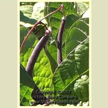 Royal Burgundy Bush Garden Bean