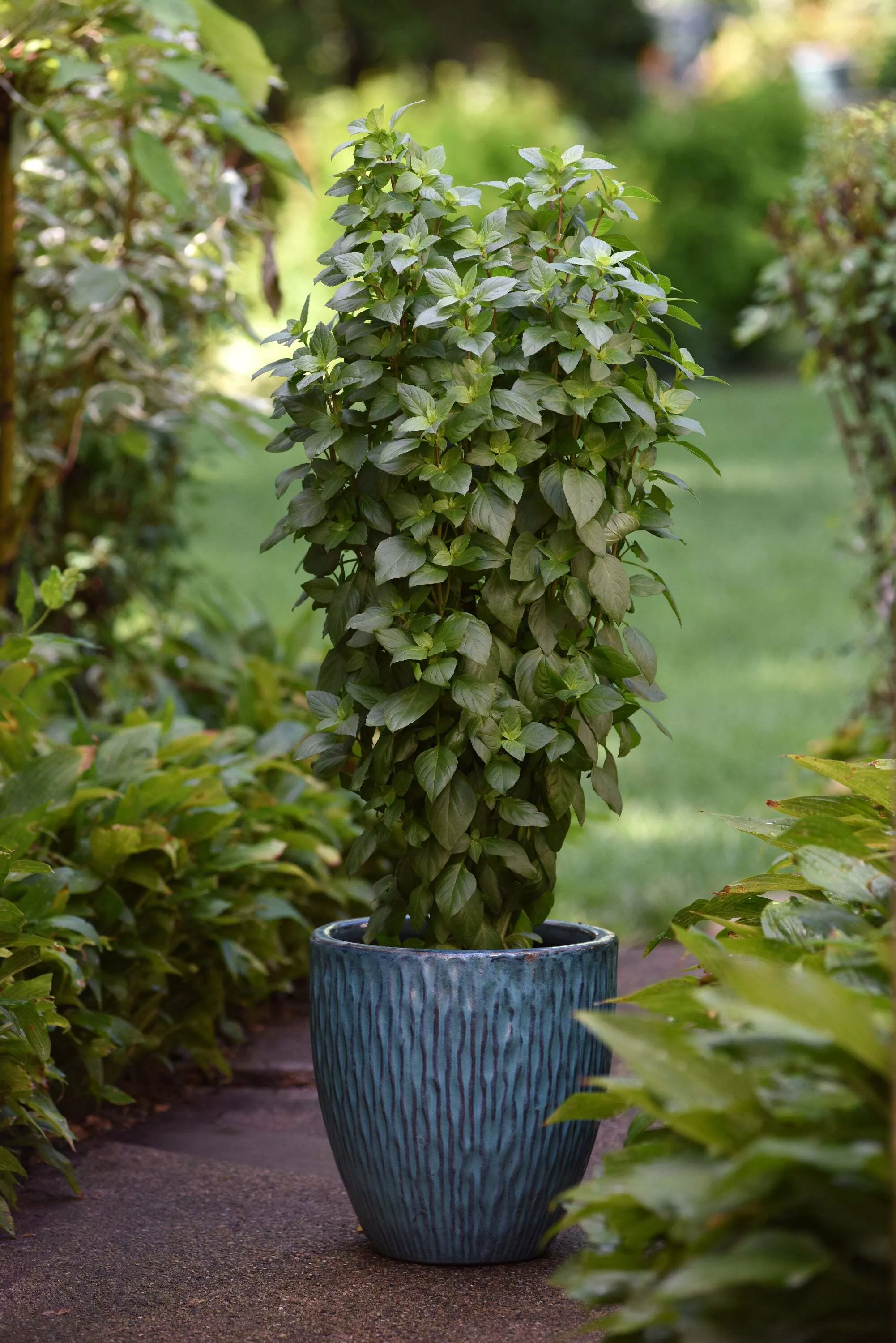 Basil, Everleaf Thai Towers