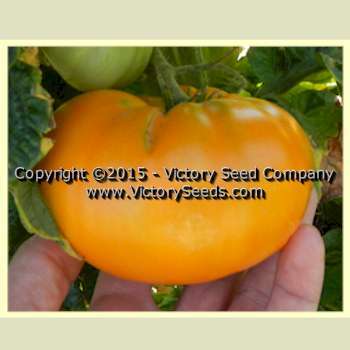 Dwarf Blazing Beauty Tomato