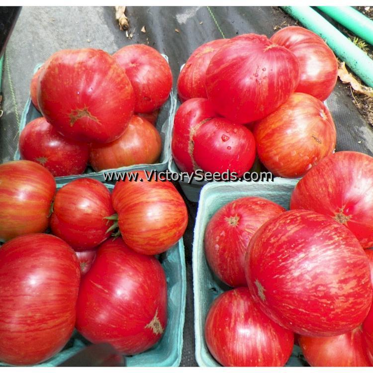 Dwarf Firebird Sweet Tomato