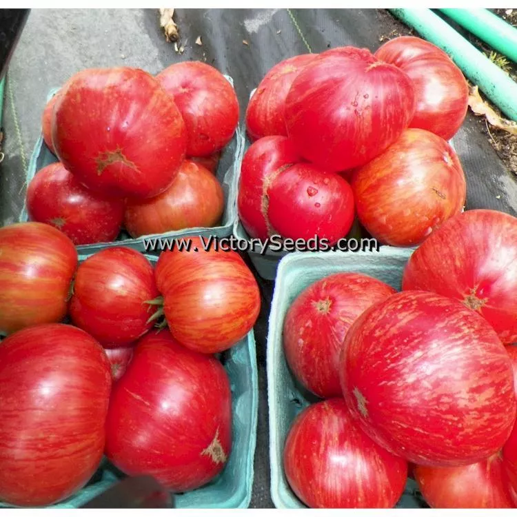 Dwarf Firebird Sweet Tomato
