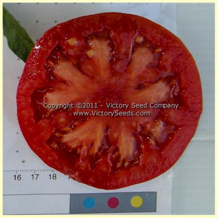 Rozovyi Gigant Tomato