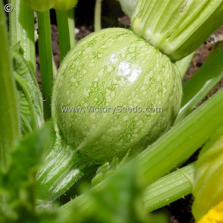 Round Zucchini Summer Squash
