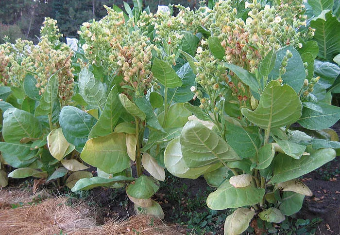 Limonka Rustica (Lemon) Tobacco