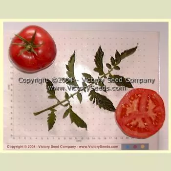 Louisiana Gulf State Tomato