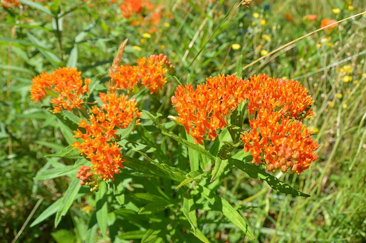 Butterfly Milkweed