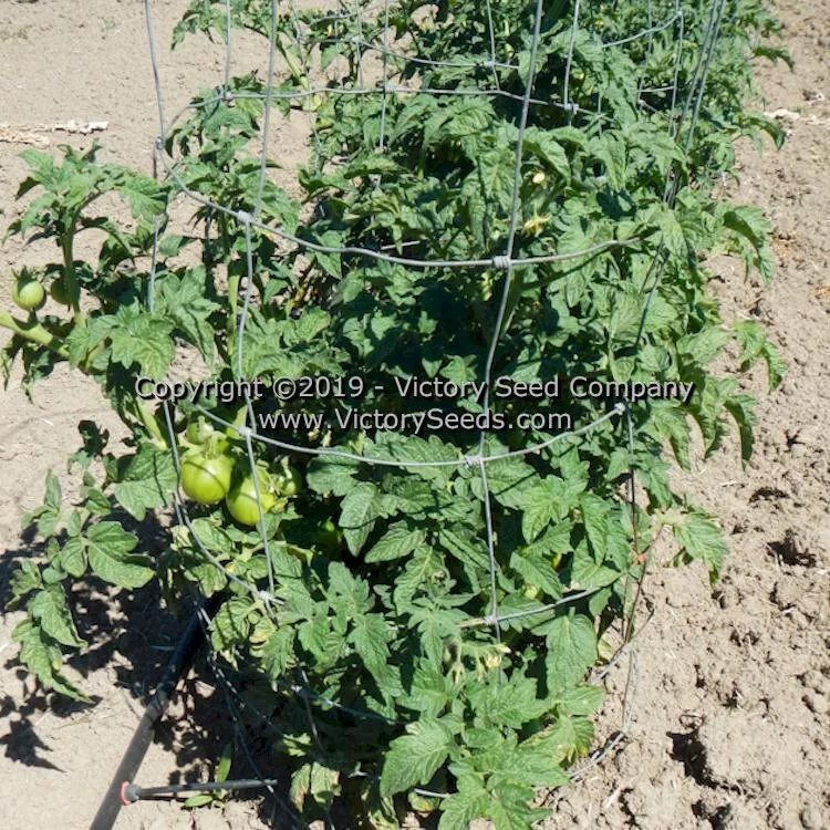 Clare Valley Pink Tomato