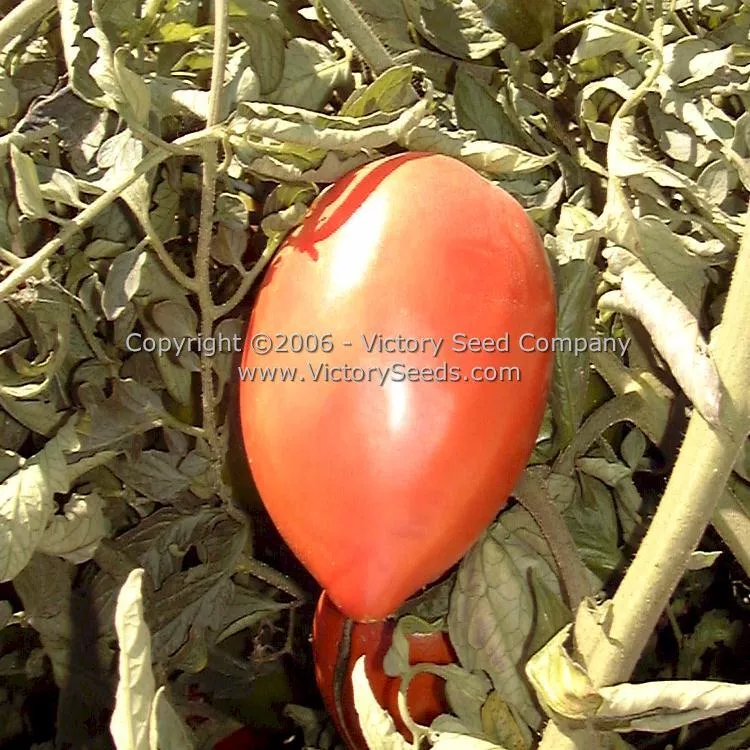 Prue Tomato