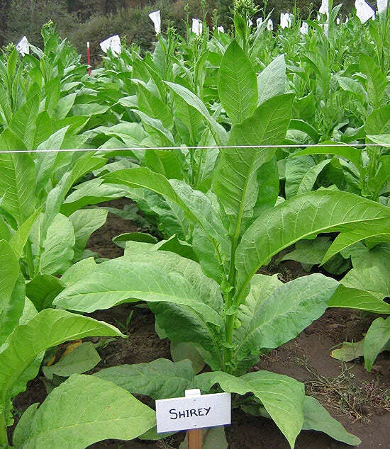 Shirey Tobacco