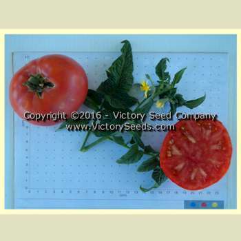 TastyWine Tomato