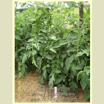 Livingston's Rosy Morn Tomato