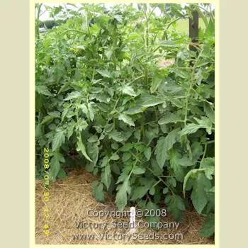 Livingston's Rosy Morn Tomato