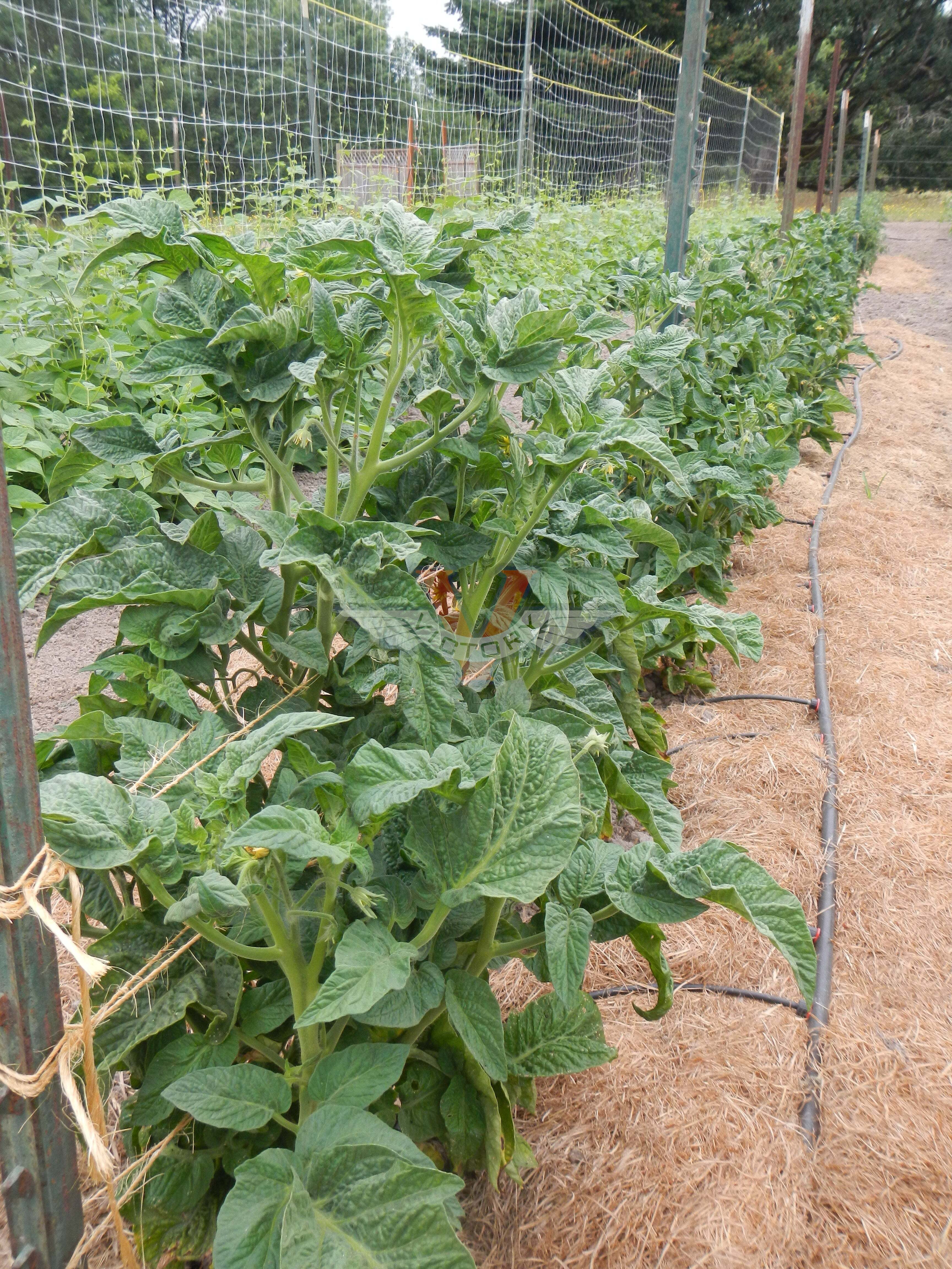 Sweet Scarlet Dwarf Tomato