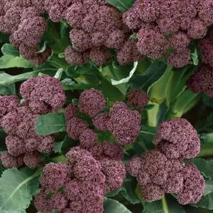 Early Purple Sprouting Broccoli