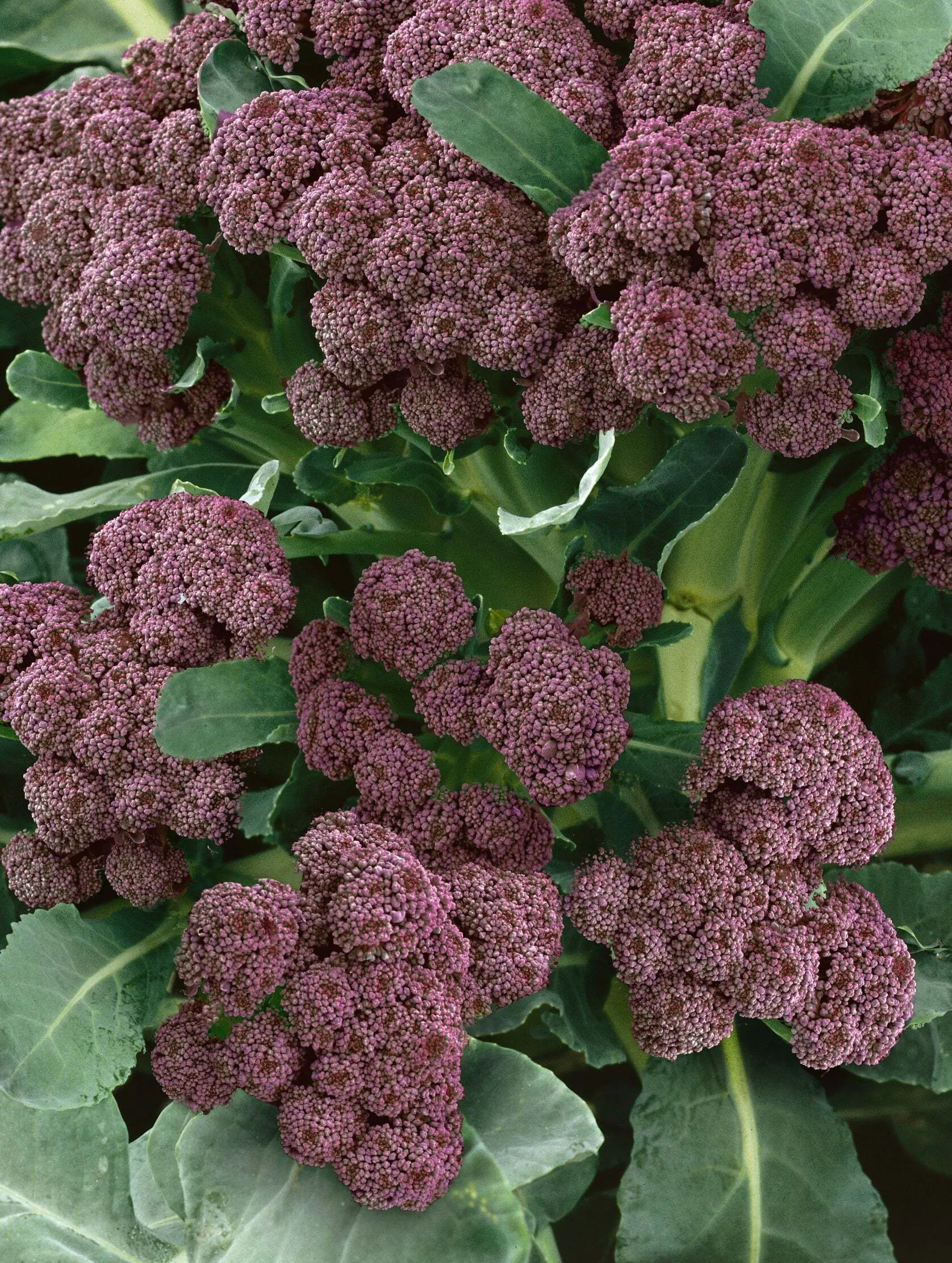 Early Purple Sprouting Broccoli