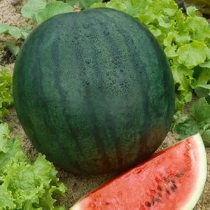 Florida Giant Watermelon