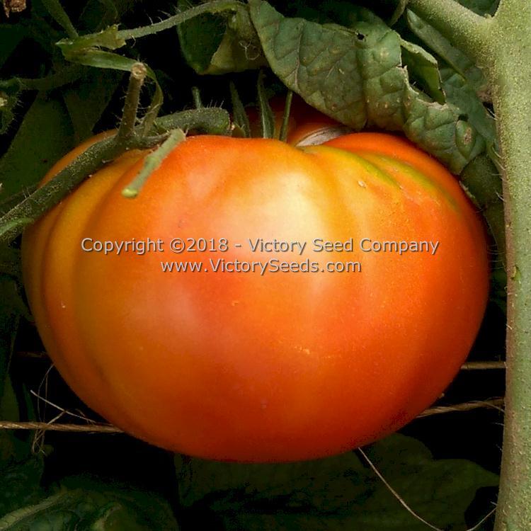 Wilpena Tomato