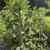 Seychelles Pole Garden Bean