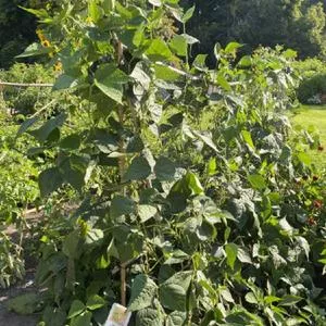 Seychelles Pole Garden Bean