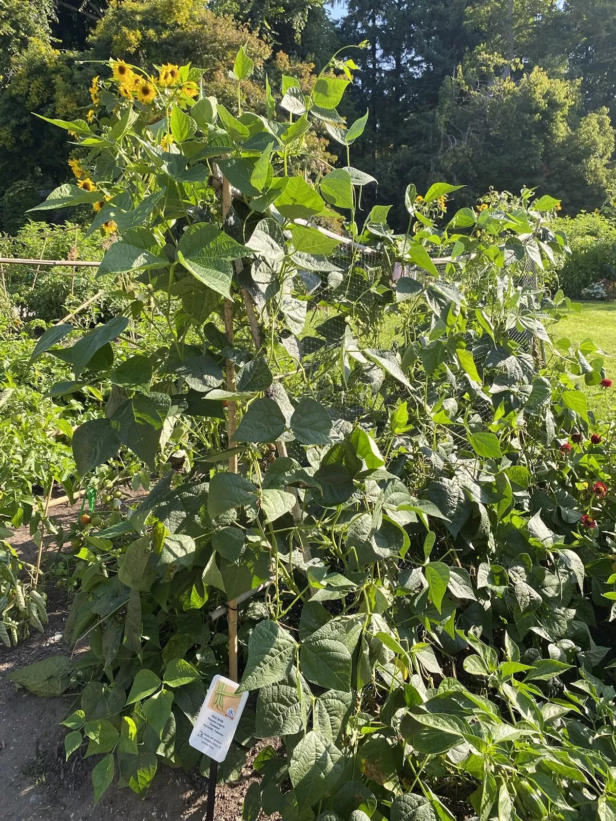 Seychelles Pole Garden Bean