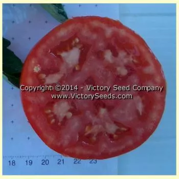 Dr. Walter Tomato