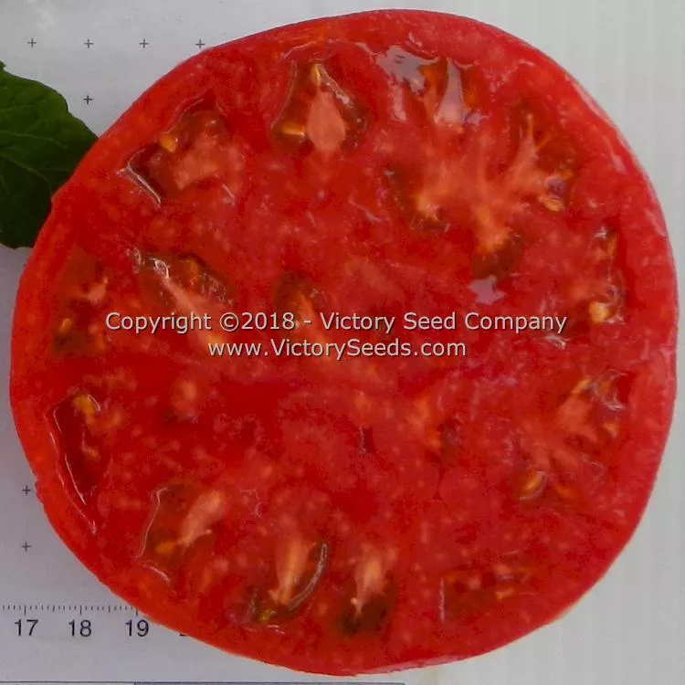 Springston Heirloom Tomato