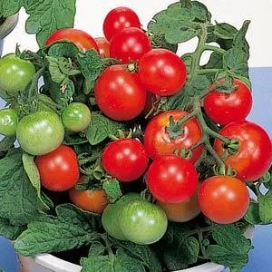 Red Robin Tomato
