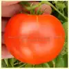 Aunt Edna Tomato