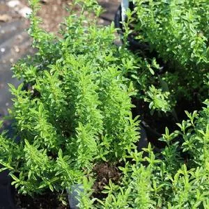 Winter Savory