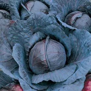 Red Acre Cabbage