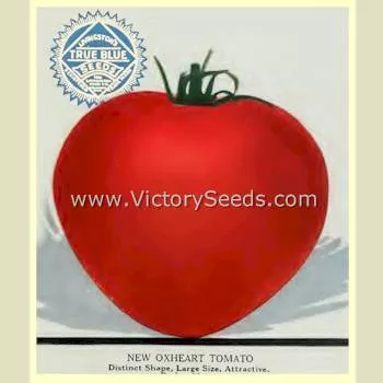 Livingston's Giant Oxheart Tomato