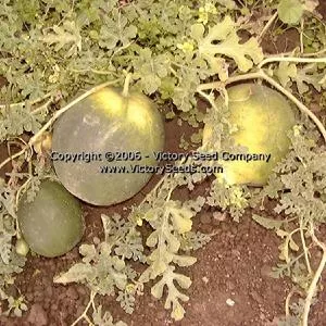 Arikara Watermelon