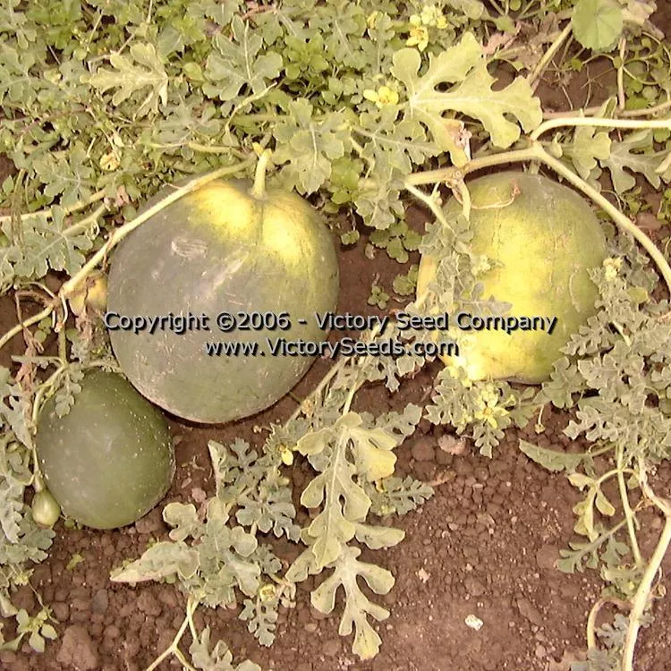 Arikara Watermelon