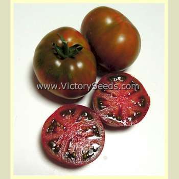 Kookaburra Cackle Tomato