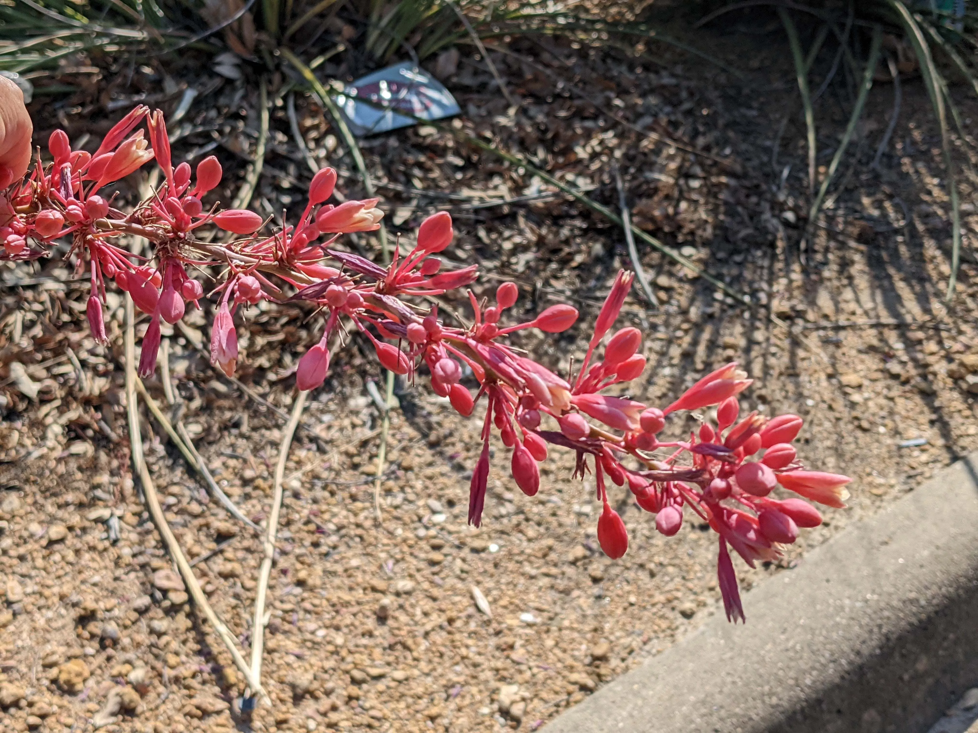 Red Yucca
