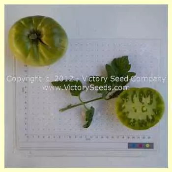 Summertime Green Tomato