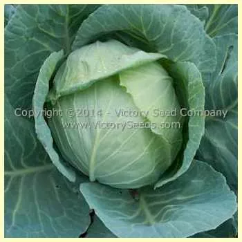 Copenhagen Market Cabbage