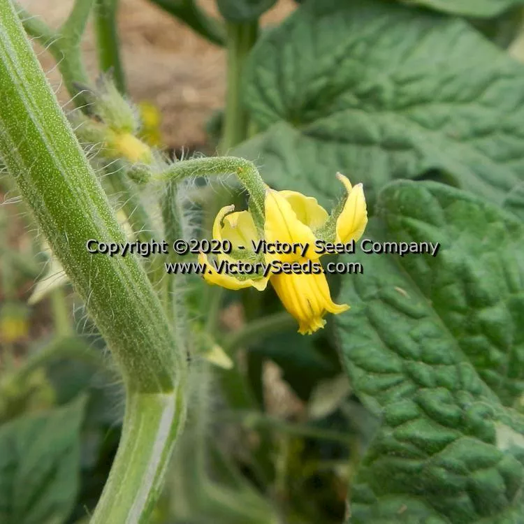 Dwarf Walter's Fancy Tomato